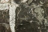 Polished Devonian Fossil Coral and Bryozoan Plate - Morocco #365139-1